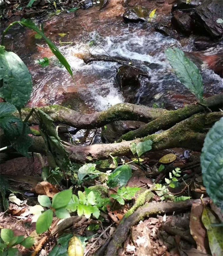 茶王树,冷水河,白沙河等,优越的自然条件和生态环境,为刮风寨的茶树