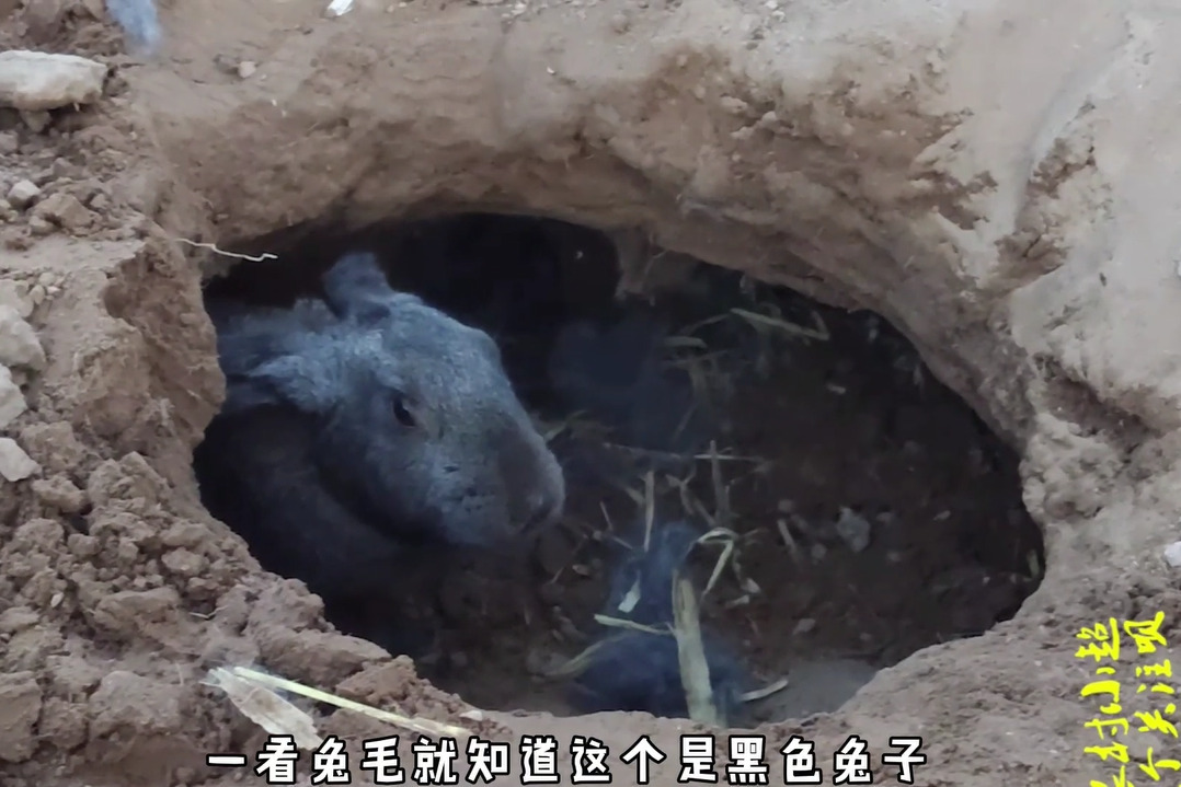 地洞内的小兔已经出生20天了,兔妈妈打的地洞挺暖和