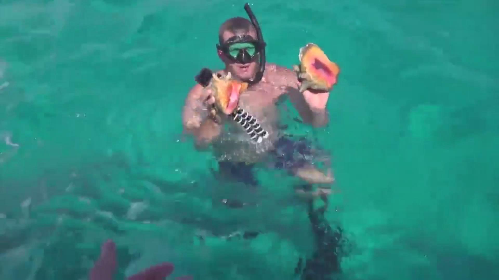 海底捕捞巴哈马女王凤凰螺，岸上做刺身活吃！