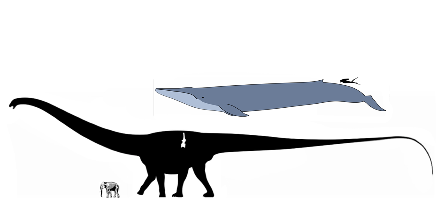 图注:神话级的易碎双腔龙与蓝鲸的体型对比,不过它已经不存在了,图片