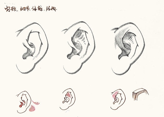 武汉209画室:明暗表现速写耳朵的画法__凤凰网