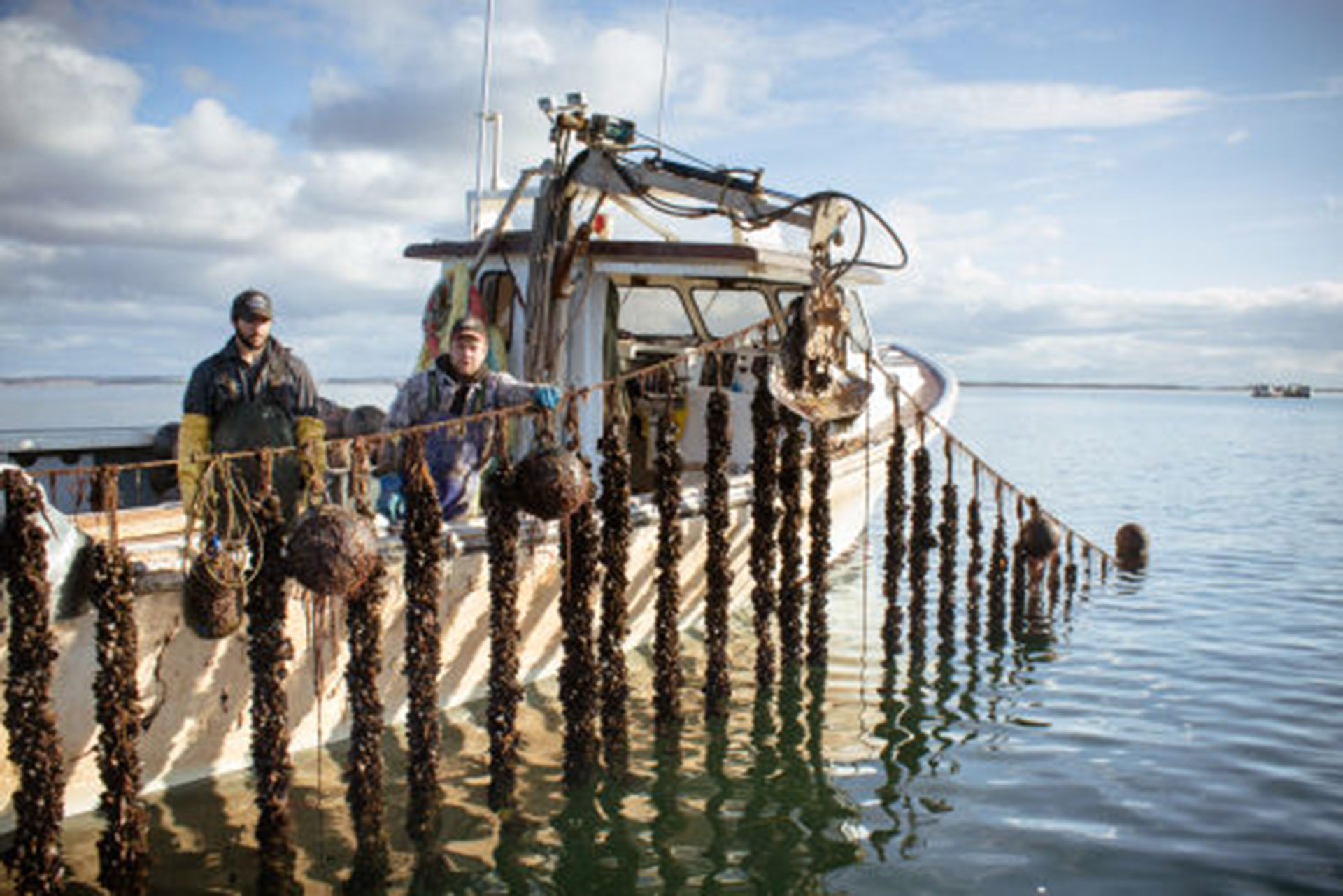 加拿大渔民用长线圈养蓝口贝，采收季轻松收获成串贻贝！