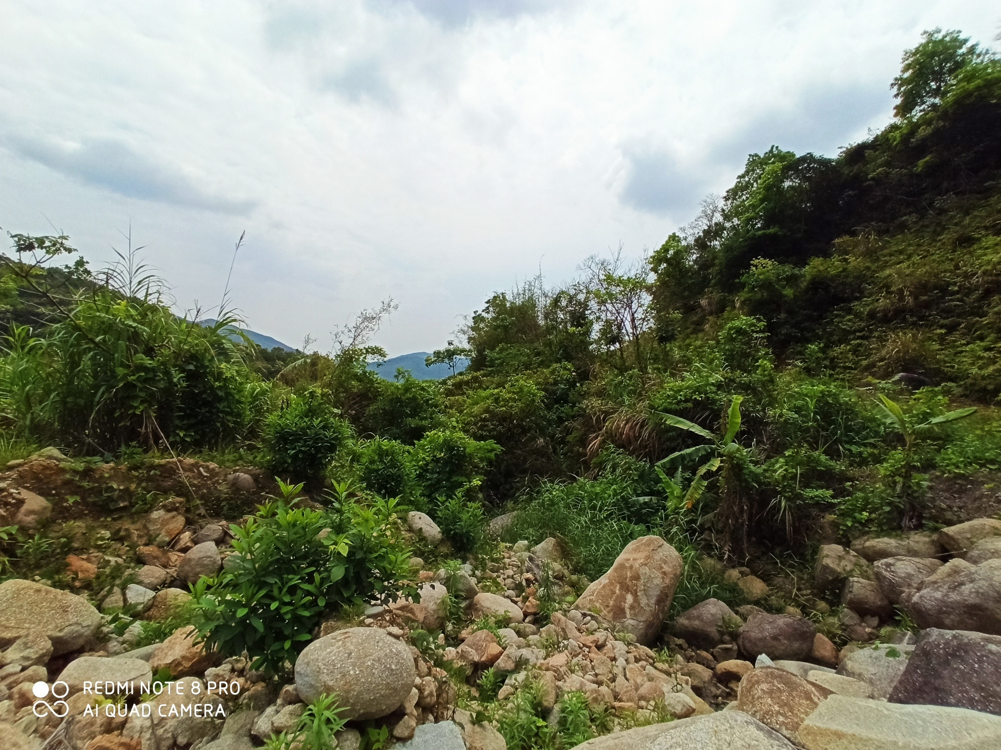 花果飘香坪石村