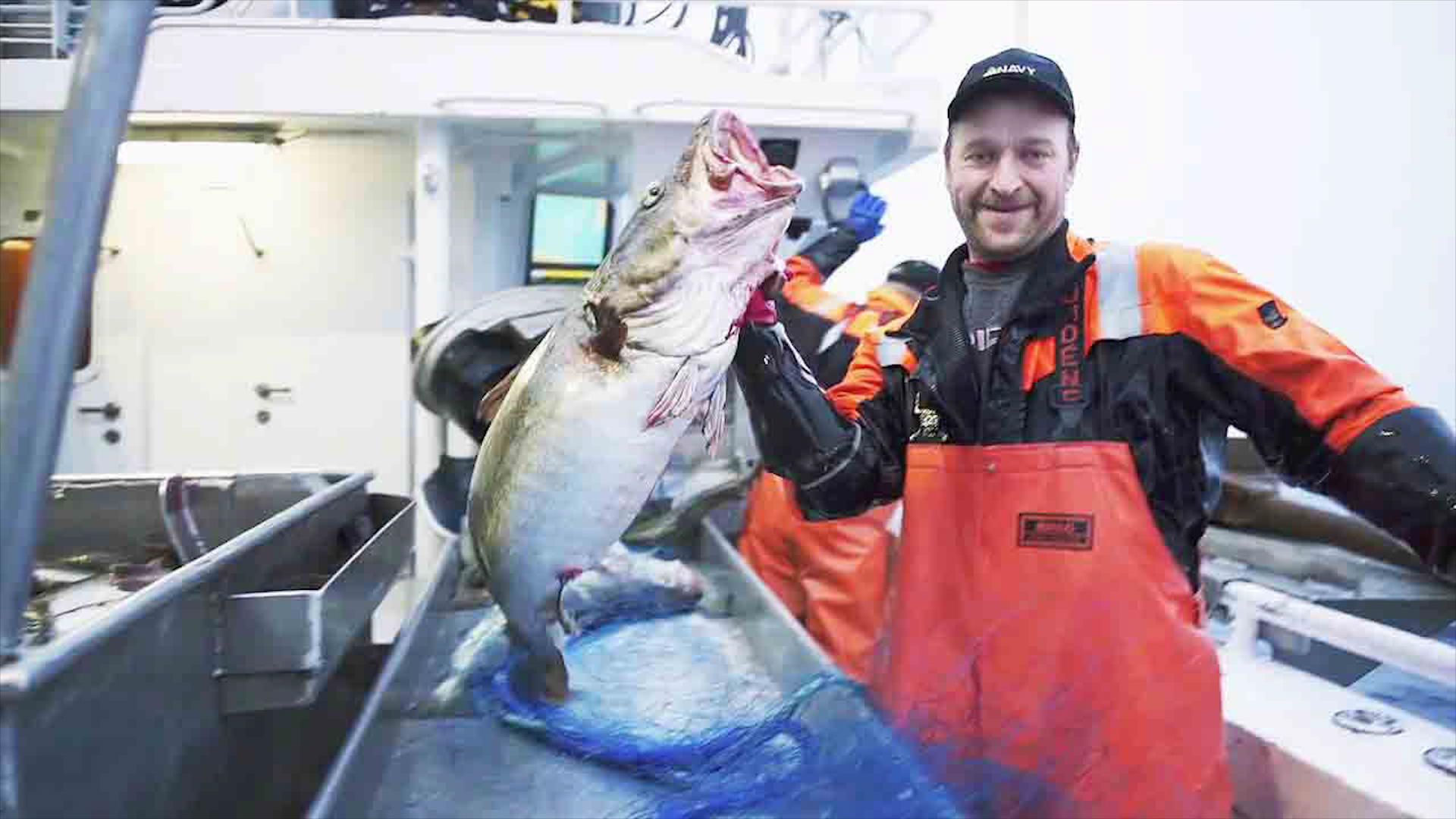 捕捞北欧“海鲜白金”北极鳕鱼，挪威人为了它不加入欧盟！
