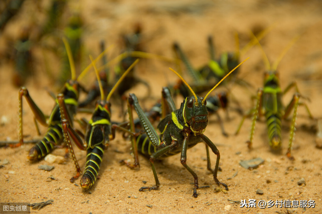 非洲蝗虫激增,数量是上次的20倍,是否会入侵我国