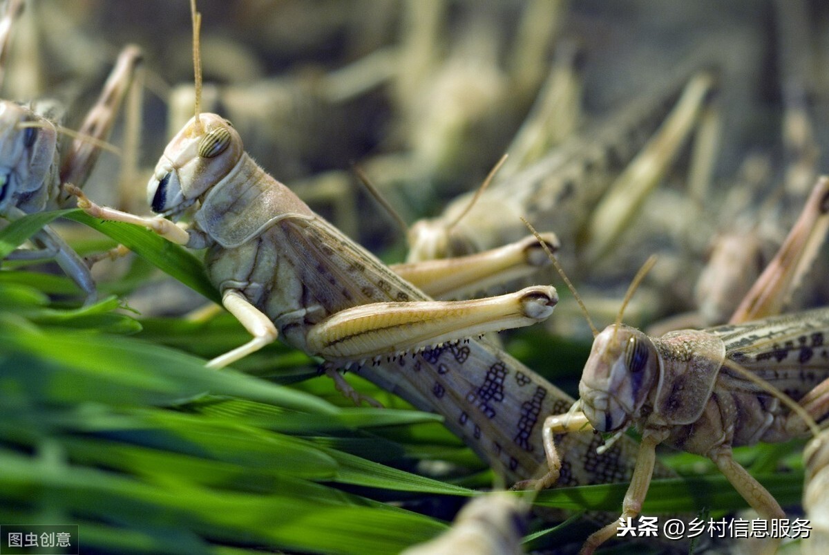 非洲蝗虫激增,数量是上次的20倍,是否会入侵我国