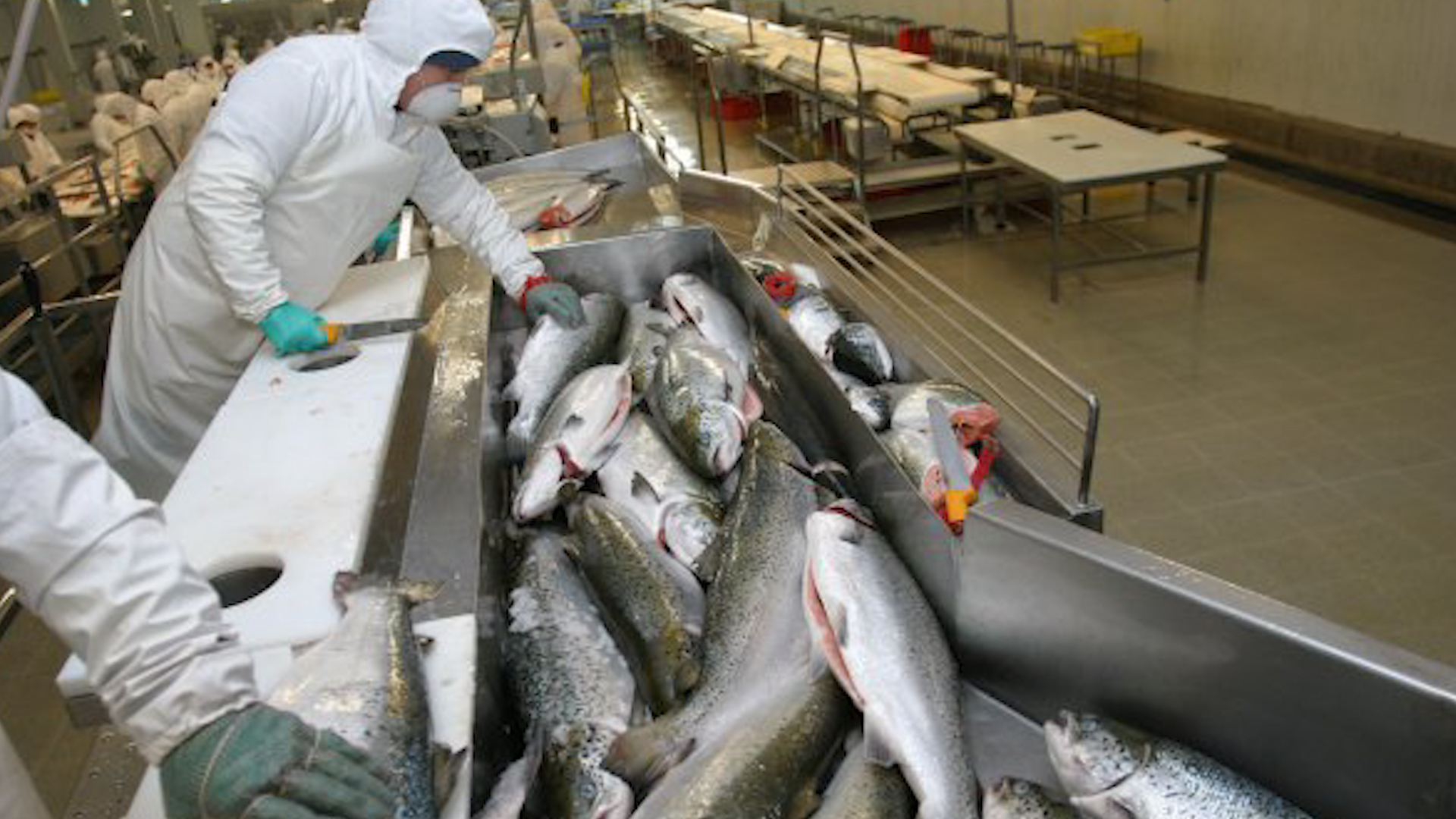 智利渔民捕捞生态养殖三文鱼，流水线切片加工成鱼柳！