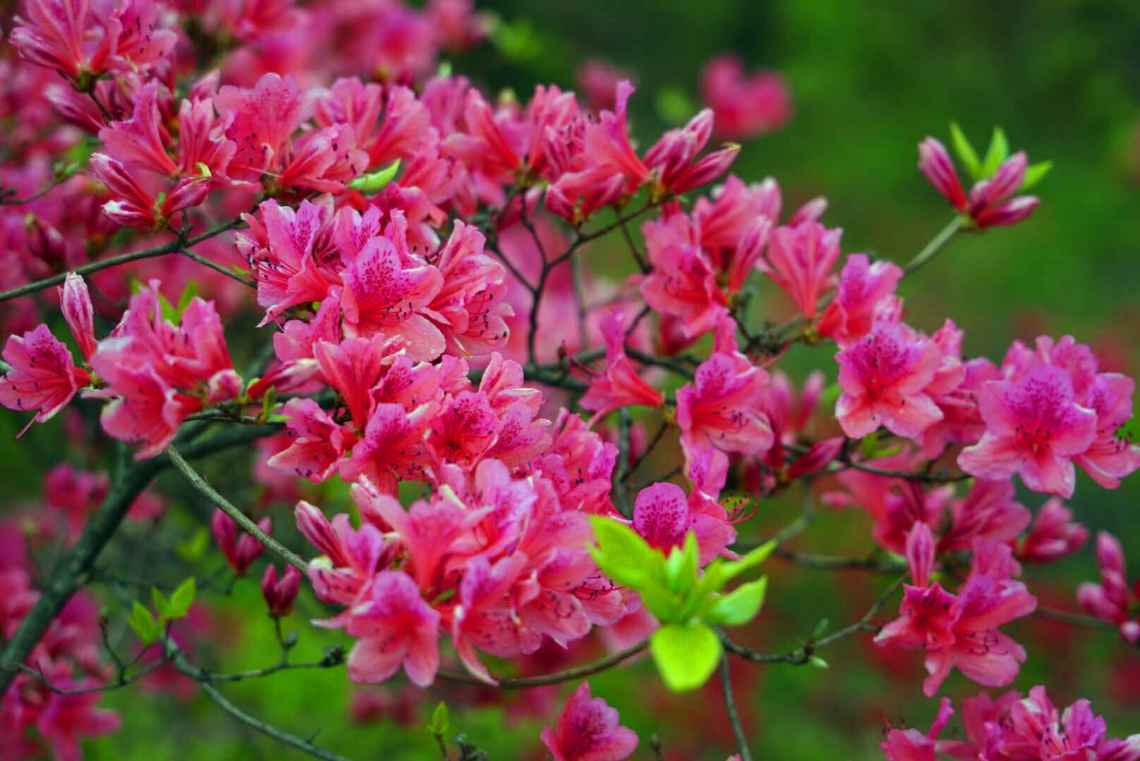 首届鲁山县杜鹃花节在四棵树乡平沟村举行