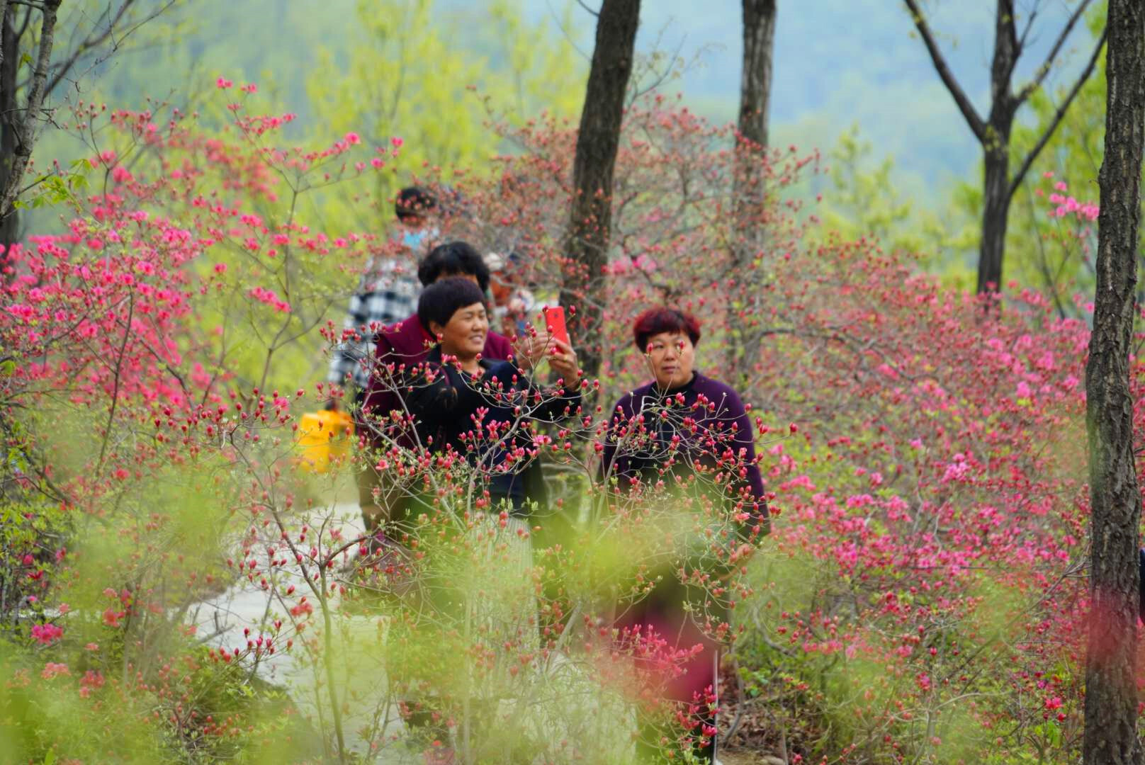 首届鲁山县杜鹃花节在四棵树乡平沟村举行