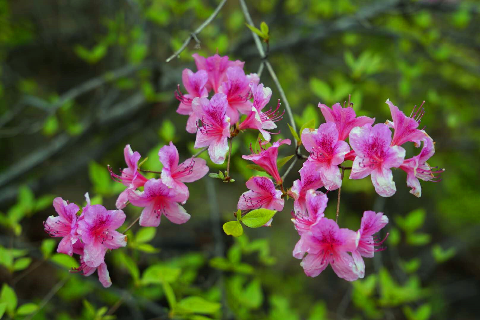 首届鲁山县杜鹃花节在四棵树乡平沟村举行