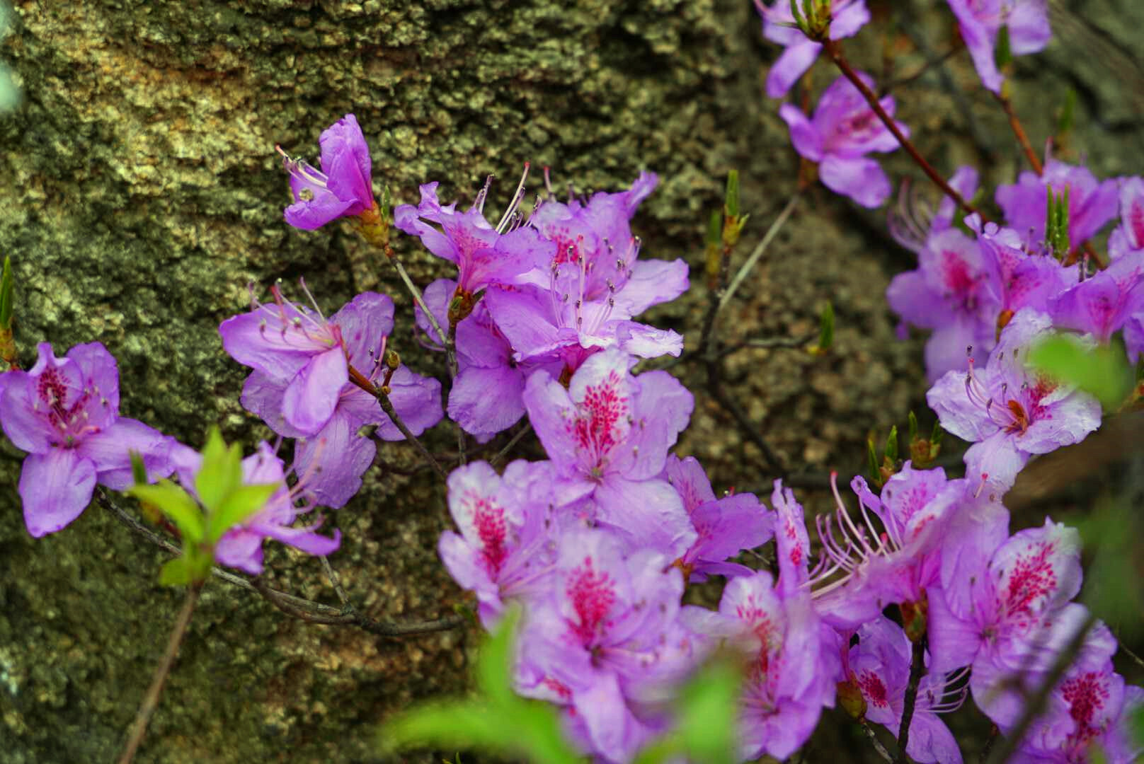 首届鲁山县杜鹃花节在四棵树乡平沟村举行