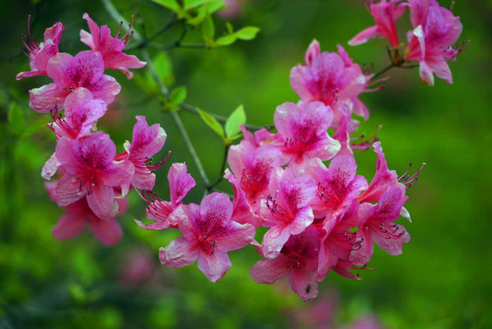 首届鲁山县杜鹃花节在四棵树乡平沟村举行