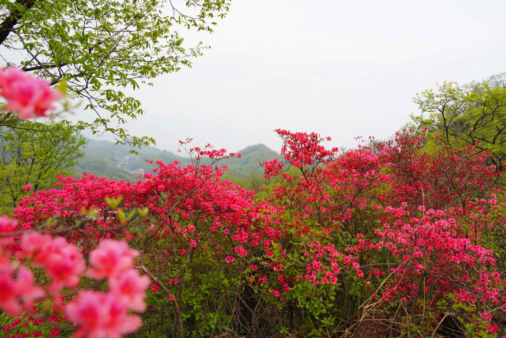 首届鲁山县杜鹃花节在四棵树乡平沟村举行