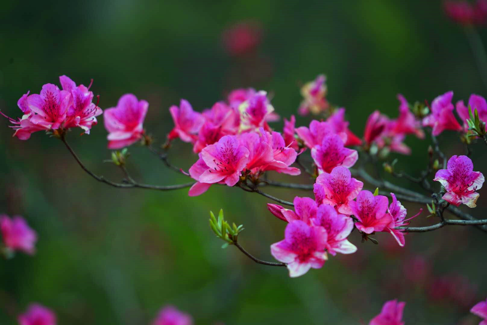 首届鲁山县杜鹃花节在四棵树乡平沟村举行