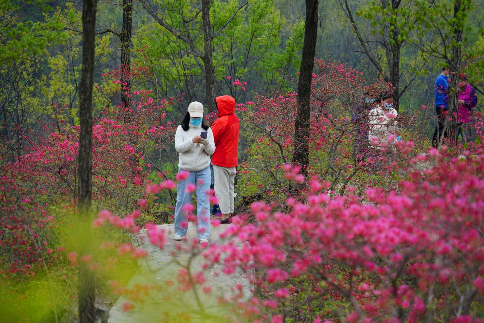 首届鲁山县杜鹃花节在四棵树乡平沟村举行