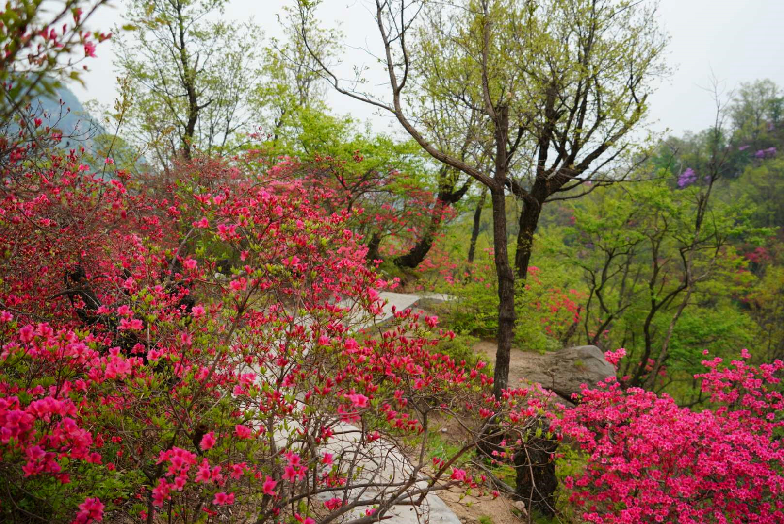 首届鲁山县杜鹃花节在四棵树乡平沟村举行