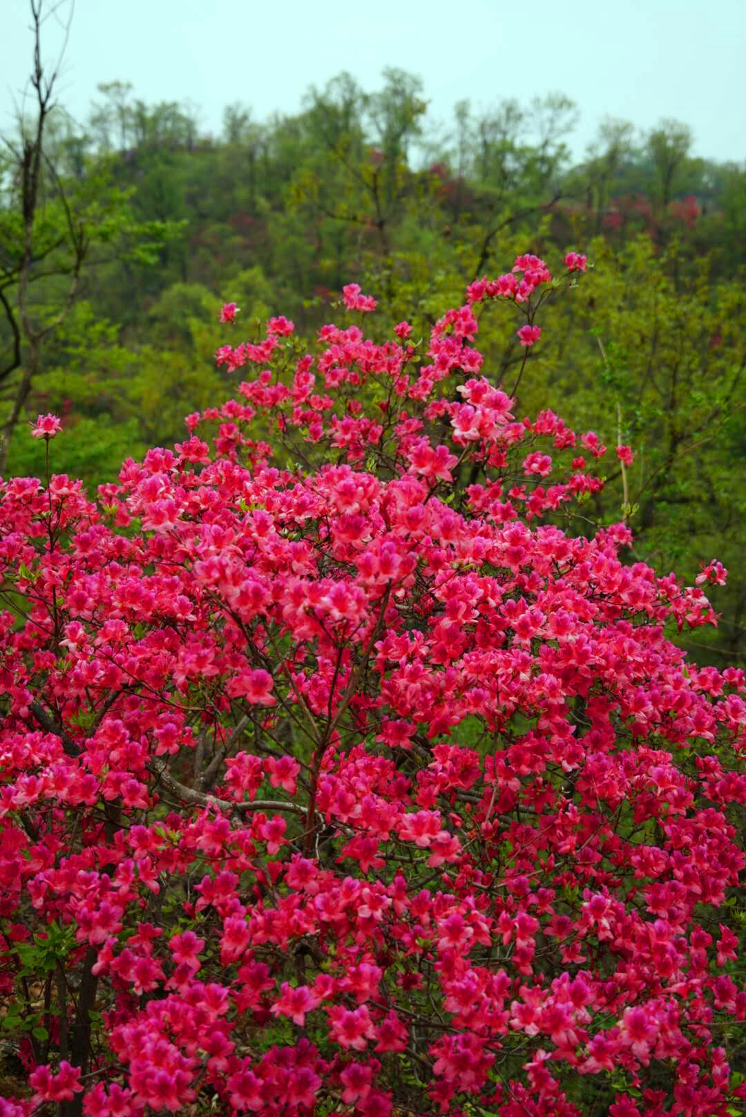 首届鲁山县杜鹃花节在四棵树乡平沟村举行