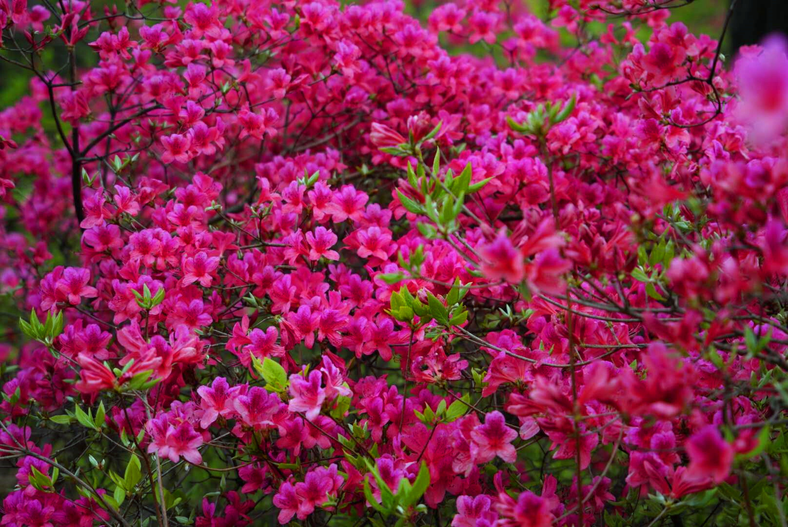 首届鲁山县杜鹃花节在四棵树乡平沟村举行