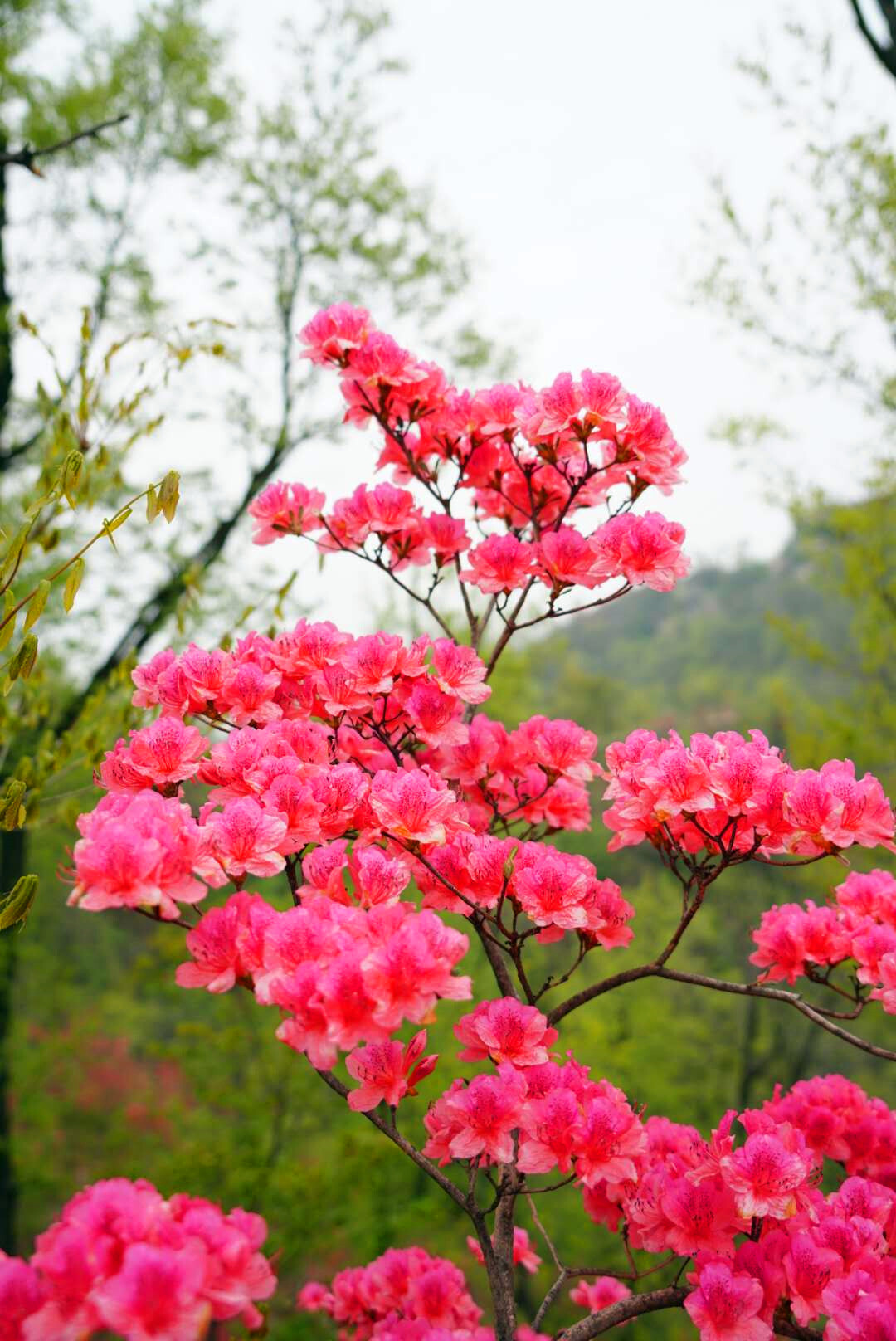 首届鲁山县杜鹃花节在四棵树乡平沟村举行