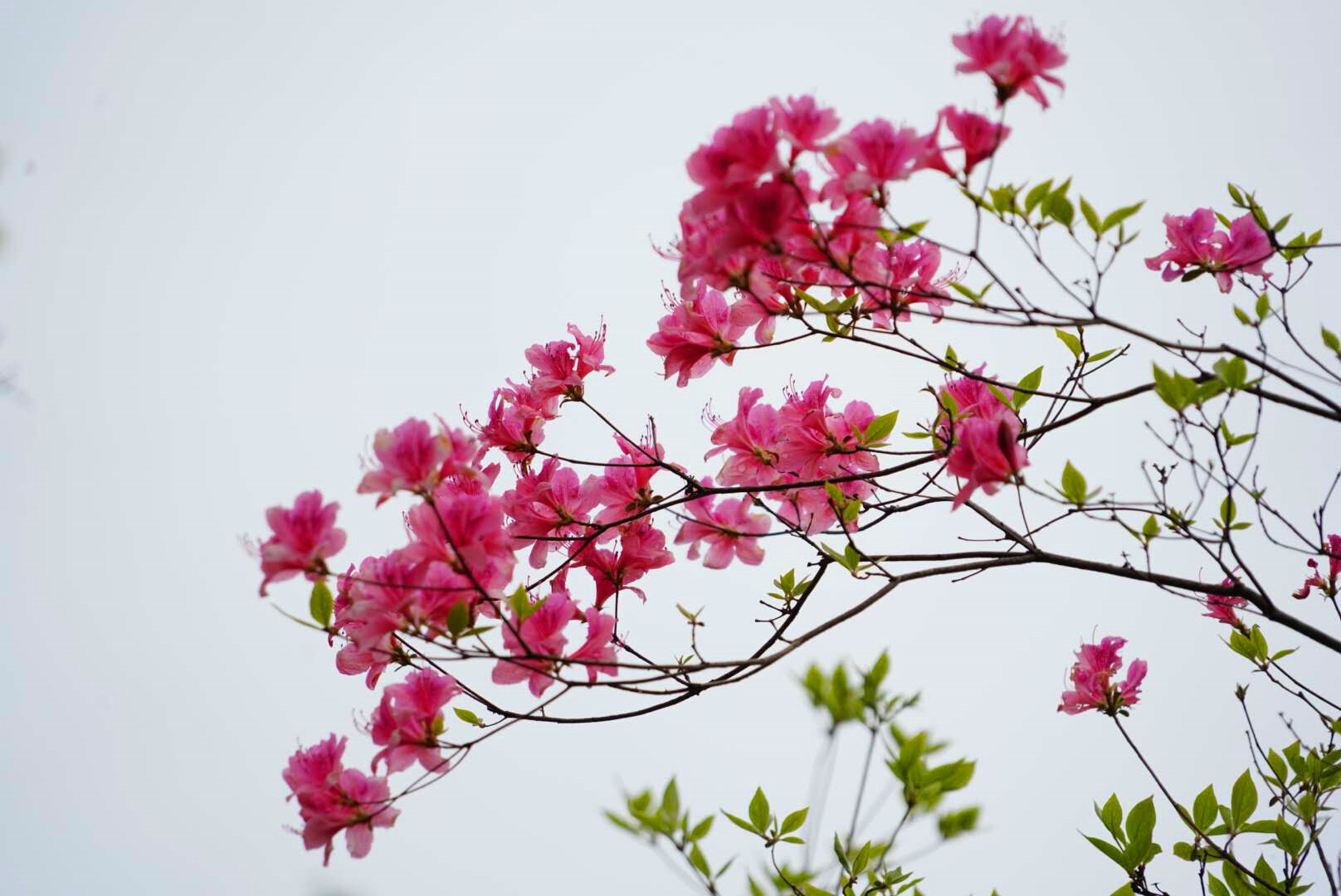 首届鲁山县杜鹃花节在四棵树乡平沟村举行