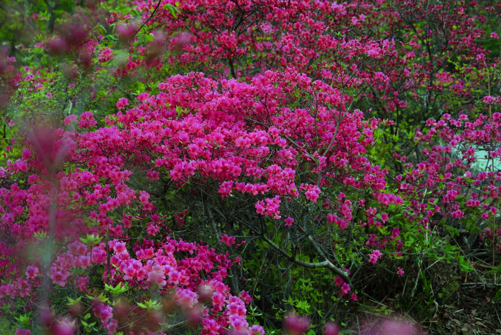 首届鲁山县杜鹃花节在四棵树乡平沟村举行