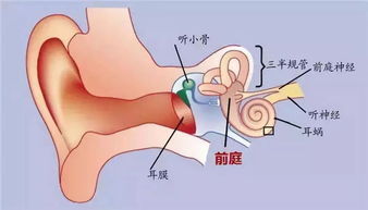 人工耳蜗要戴一辈子吗