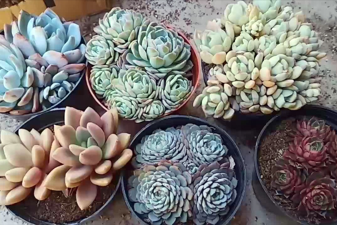 6款最受欢迎的多肉,都是多头,这颜色太养眼了