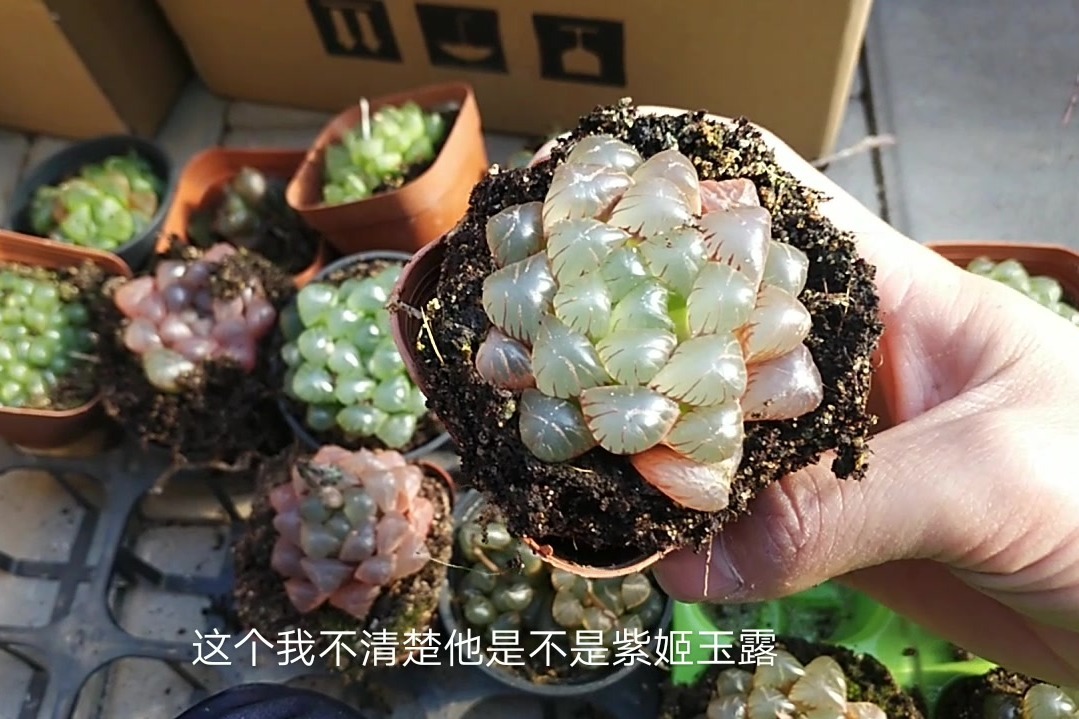 多款不同品种的玉露来了晶莹剔透好看吗
