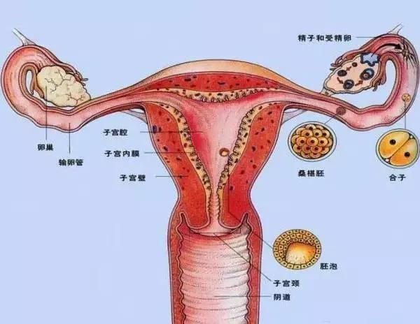 子宫与内分泌生殖轴,下视丘的脑下垂体等腺体运作也有联系.