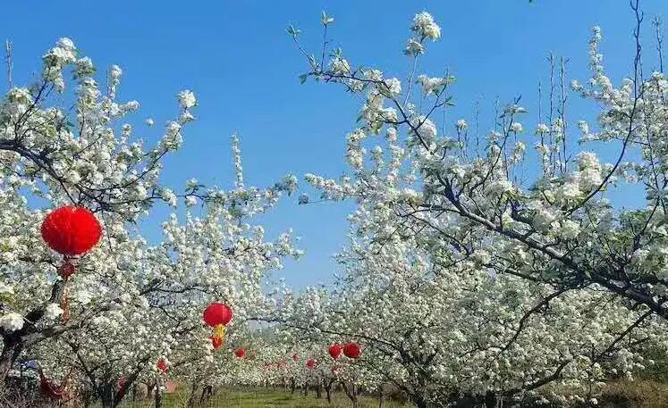 "生态花海 梨韵澄州"|2020中国海城第二届梨花艺术节盛大开幕