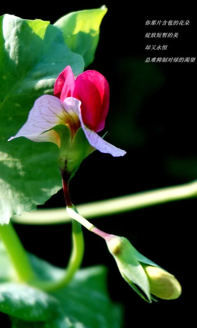 豌豆花