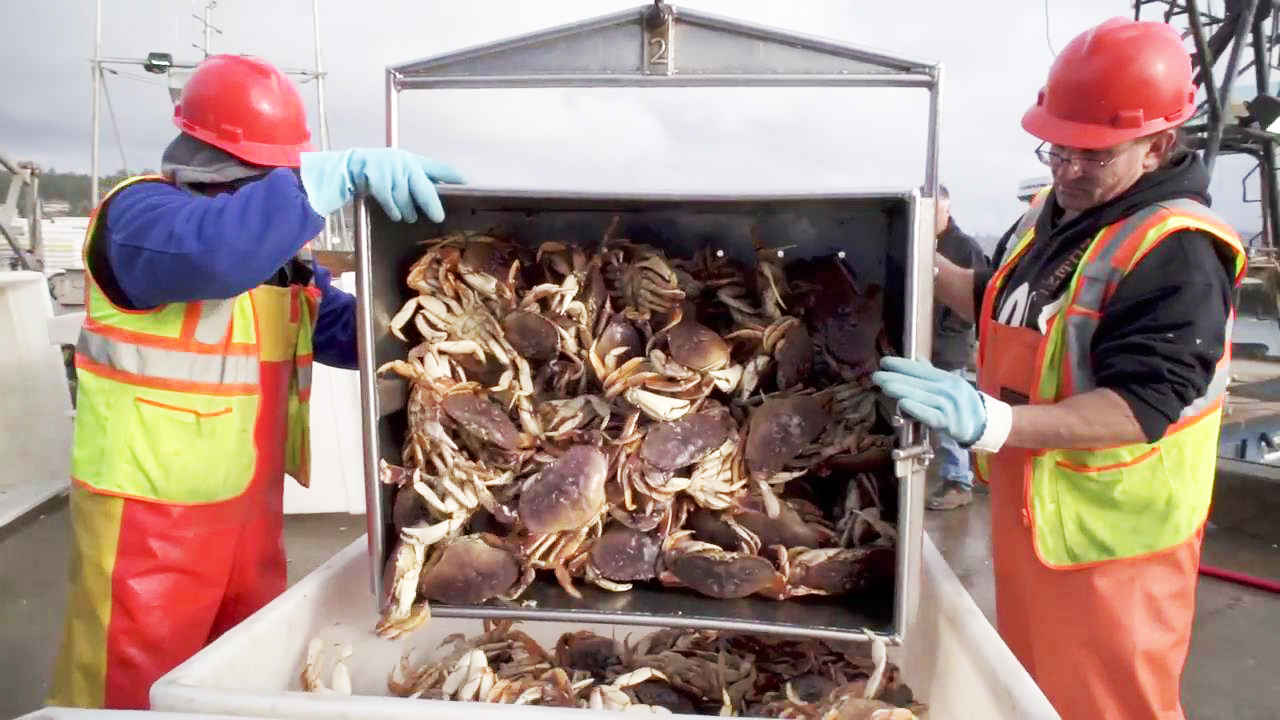 美国渔民捕捞成千肥美珍宝蟹，煮熟取肉加工成蟹肉罐头！