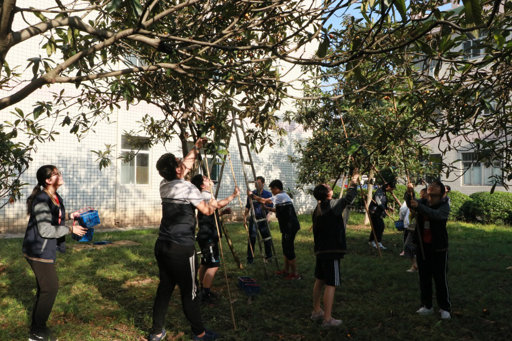 绍兴市柯桥区越崎中学:喜迎校园采摘节 用劳动收获喜悦