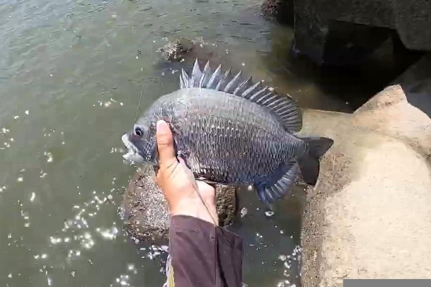 螃蟹饵前打作钓黑鲷,钓鱼需要点耐心