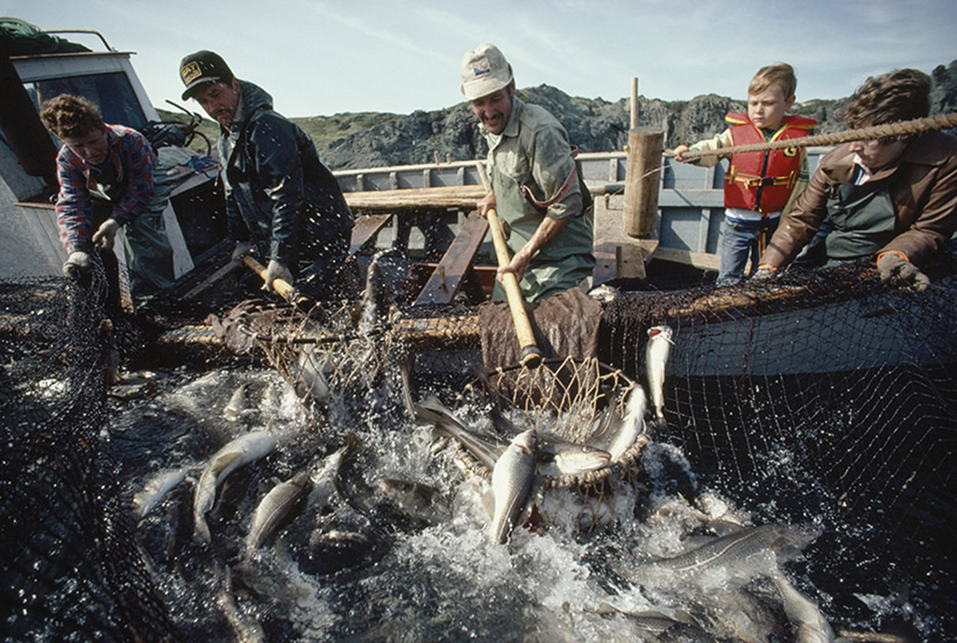 挪威有真鳕俄罗斯有狭鳕，不同国家有哪些主要鳕鱼品种？