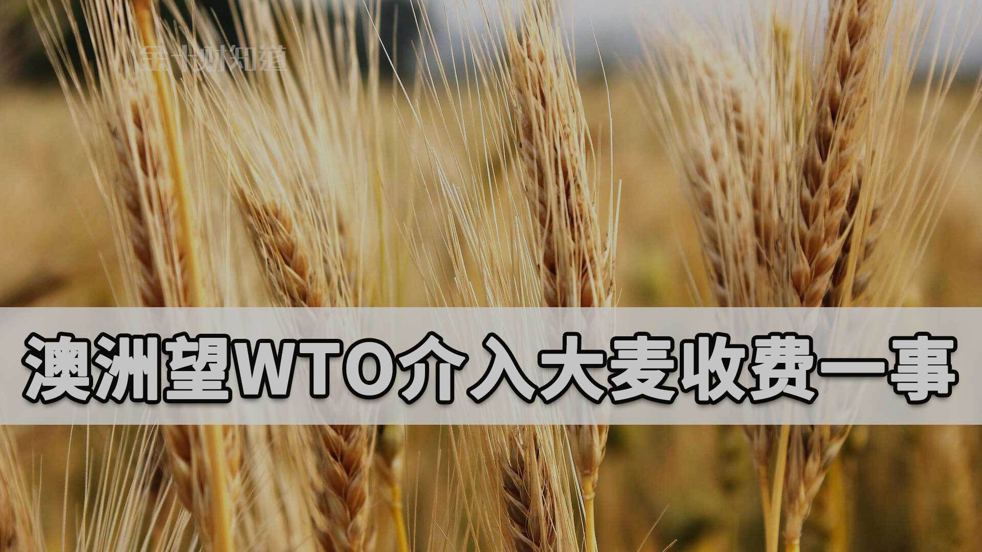 中国对澳大麦加收73.6%费用!澳大利亚欲找wto介入,结果如何?