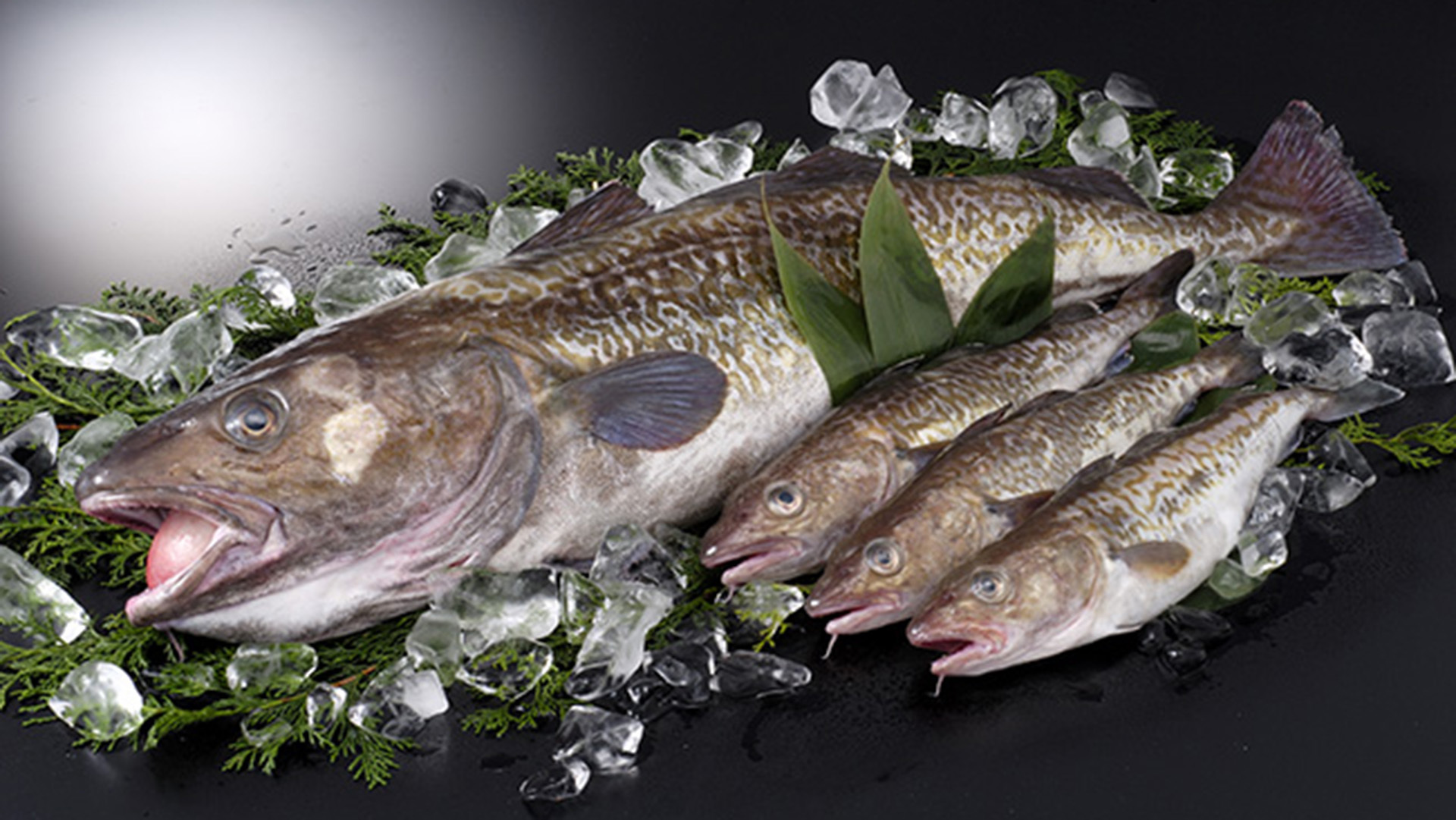 全球鳕鱼的消费趋势：船冻鳕鱼和鱼糜在中国会兴起！