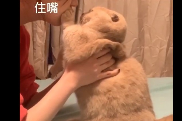 蠢萌动物搞笑合集,笑到根本停不下来