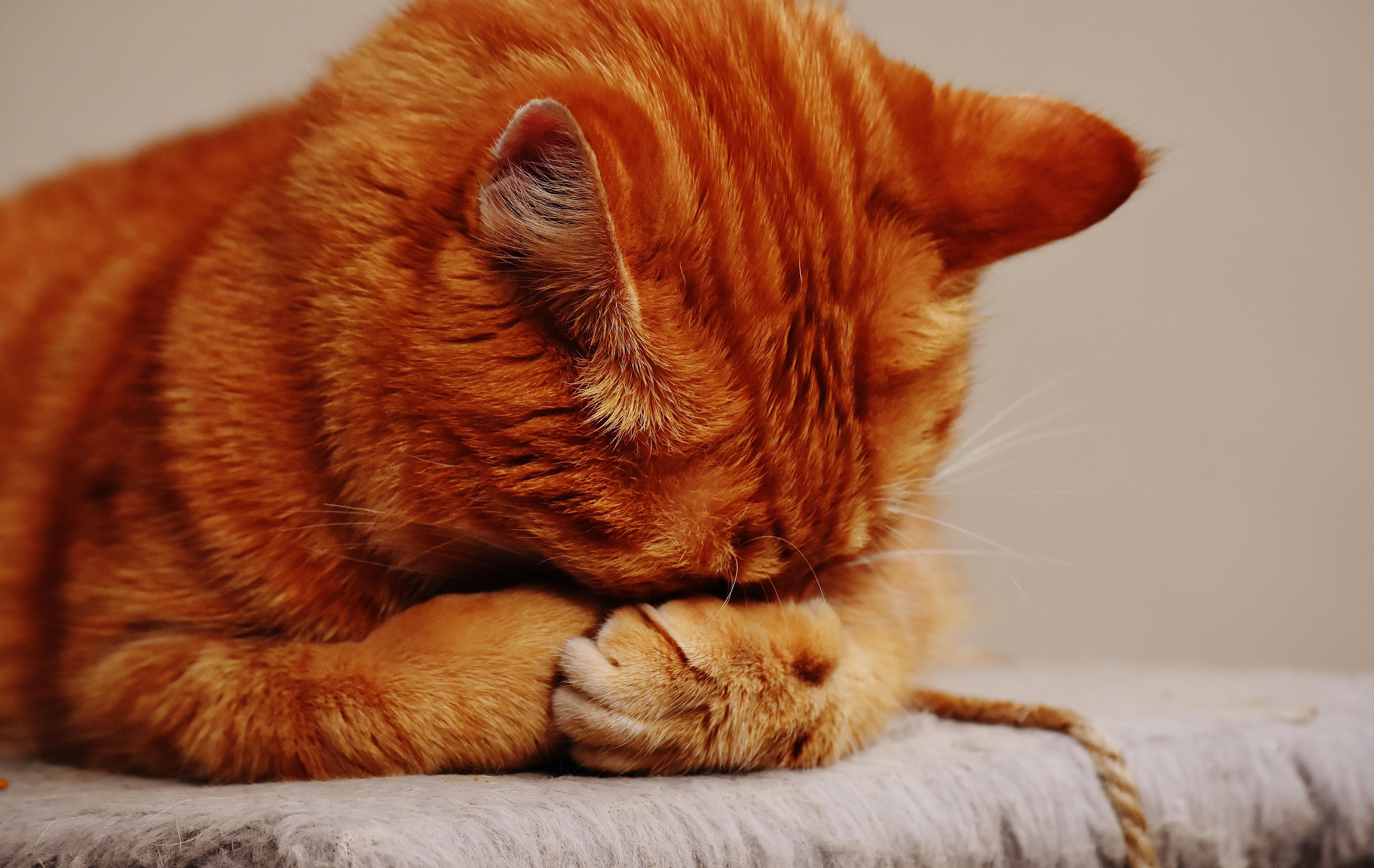 猫咪大便中带血是什么原因导致的？