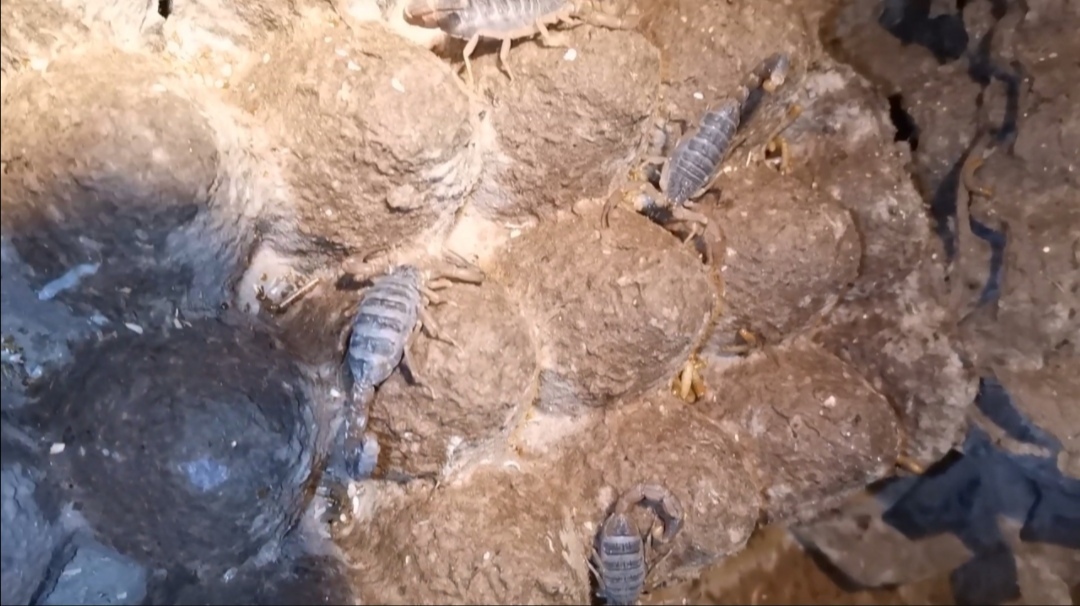 蝎子养殖：蝎池里喷水除了增加湿度，还可以让黄粉虫活跃起来