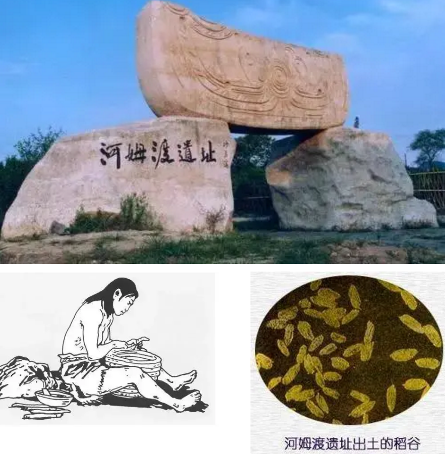 据史料记载,早在7000年前,在长江下游的河姆渡遗址中就发现了存在稻米