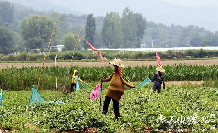 惟妙惟肖 村民用稻草人驱鸟