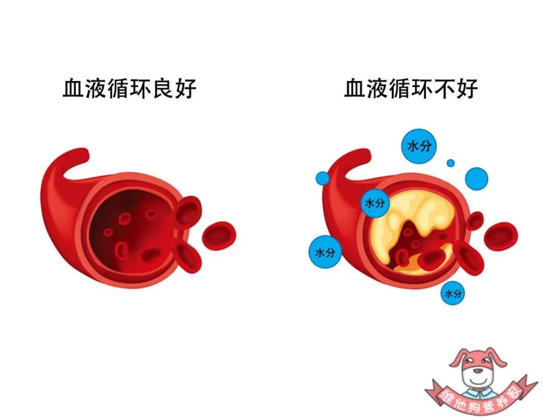 当血液循环不好时,体内便会储存多余的水分,这些水分在细胞中滞留