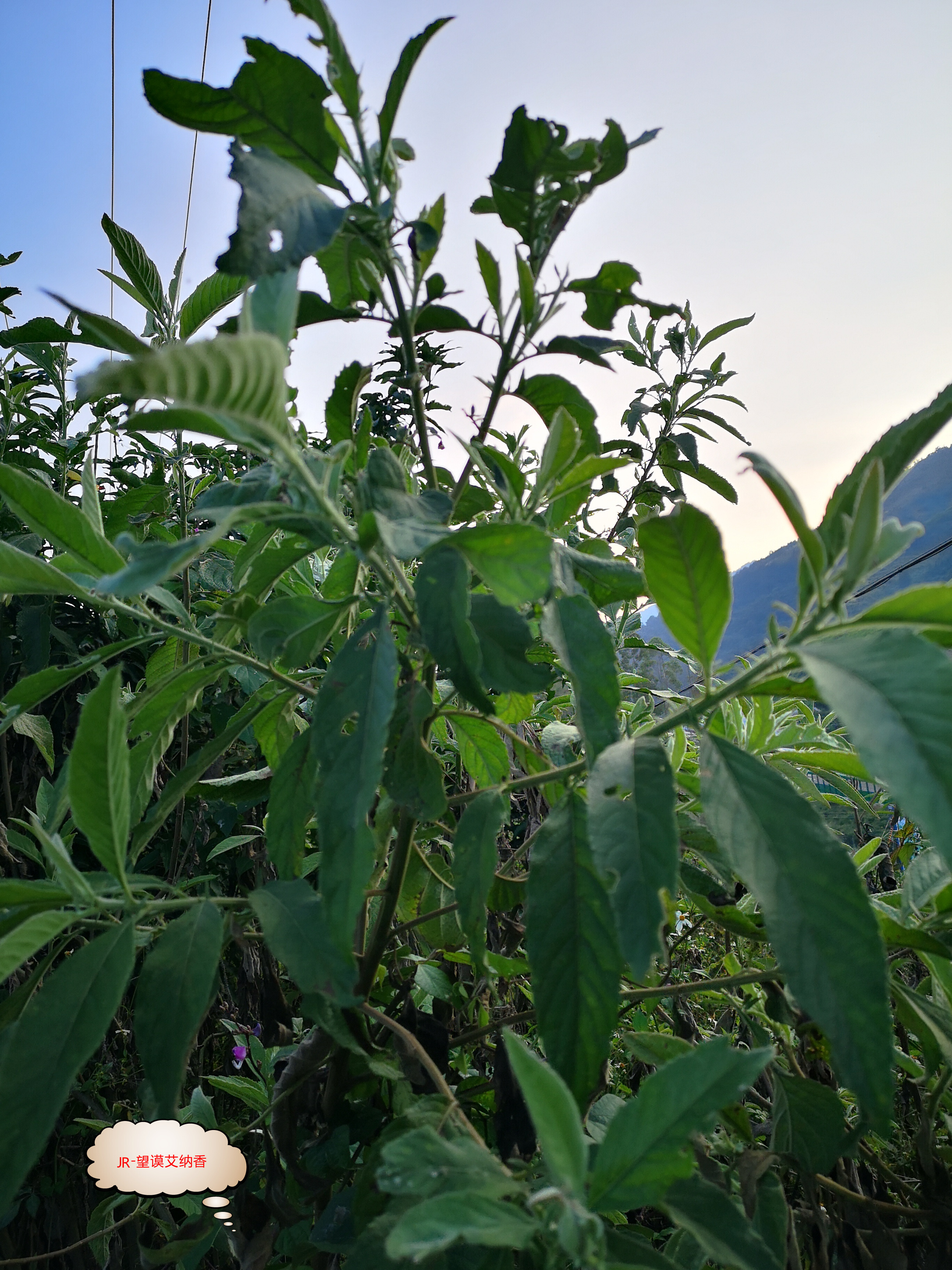 南国民族药 一株艾纳香 趋避强身 用途多广泛