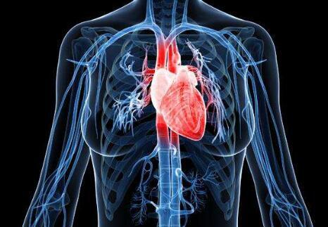 心脏正确位置图:心脏在人体什么位置