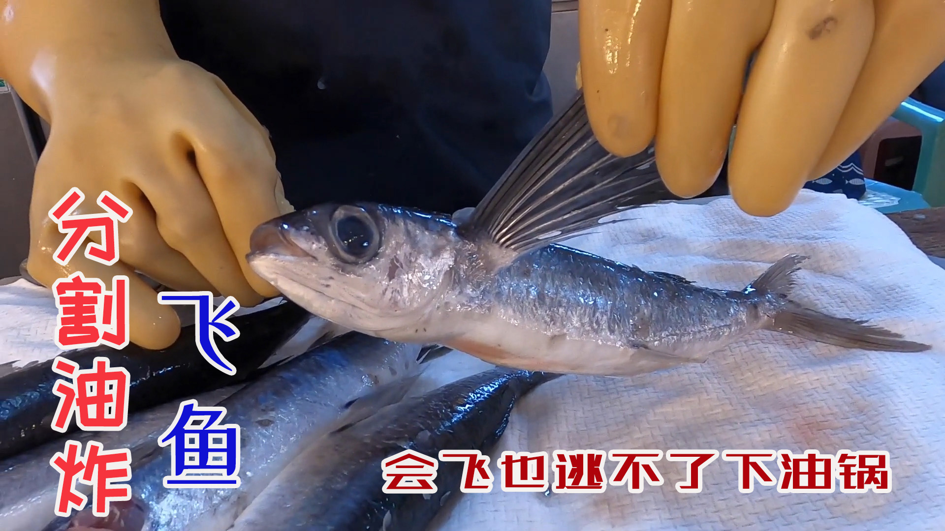 台湾厨师处理长着“翅膀”的飞鱼，分割去鳞下油锅酥炸！