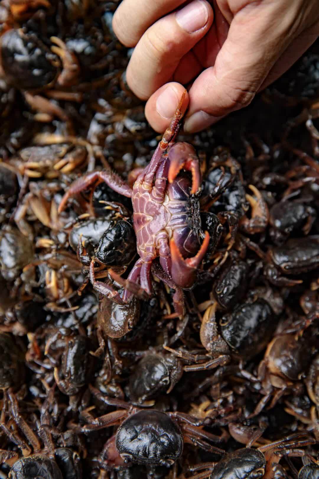 山中溪流的野生小螃蟹,也能做成香脆小零食,直接油炸或者舂碎了都很有