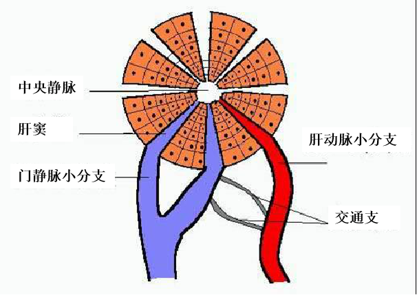 影像基础:门静脉解剖