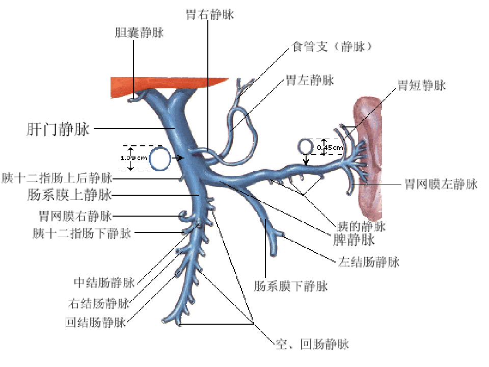 肝门静脉系统与腔