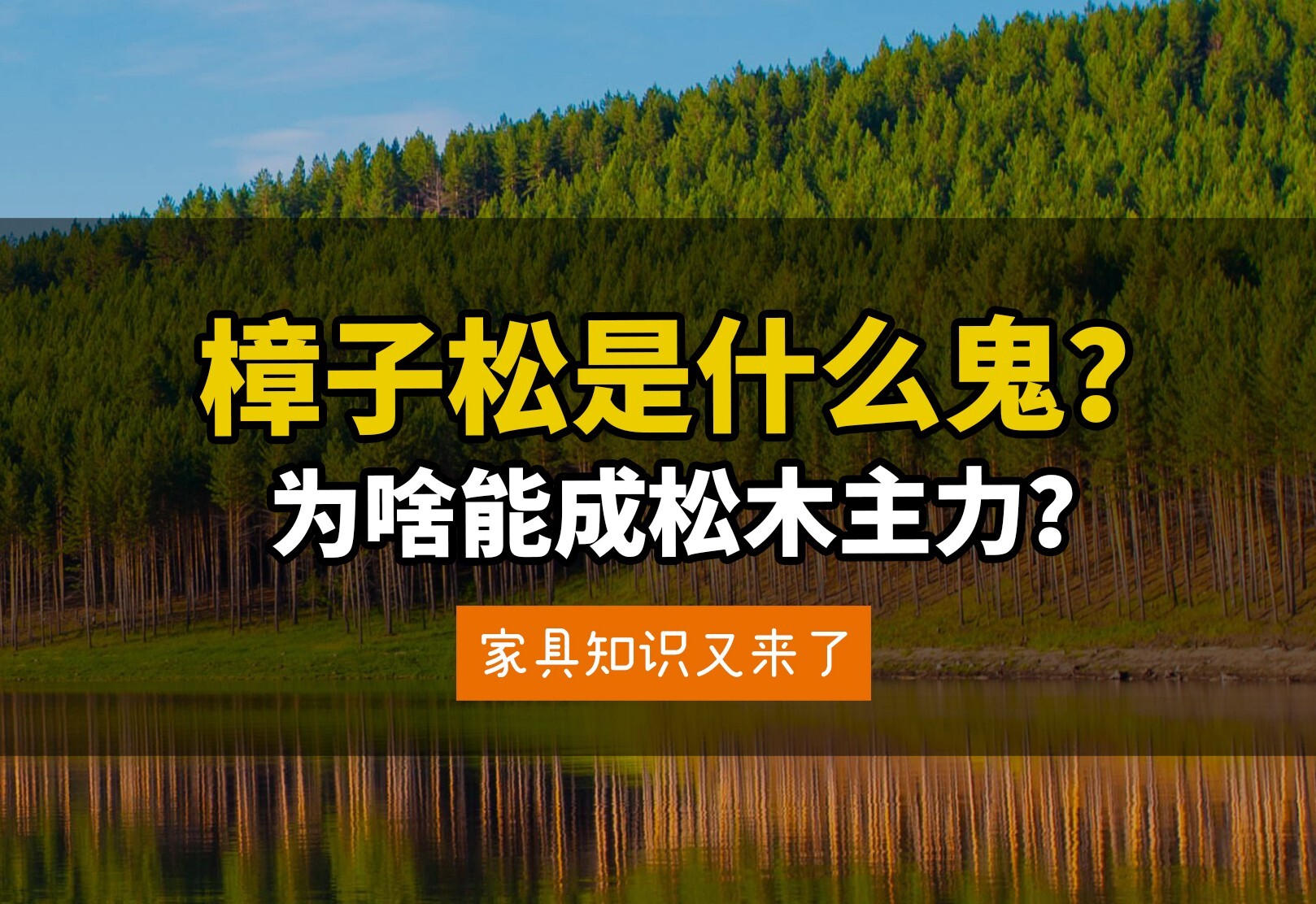 樟子松竟然这么出名？国内不让砍，还要去俄罗斯进口！